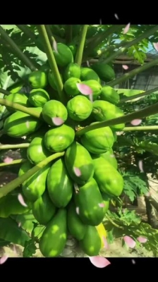 赤峰市采摘優(yōu)惠團購電話號碼-第1張圖片