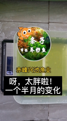 赤峰胖子游泳館電話多少號-第1張圖片