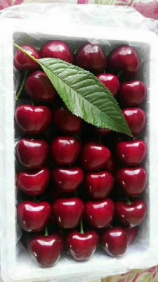 赤峰櫻桃商家電話多少號(hào)碼-第1張圖片