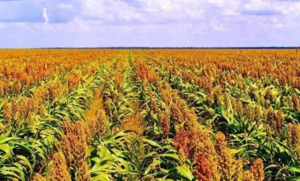 赤峰市敖漢旗中國黃金店電話號碼-第1張圖片