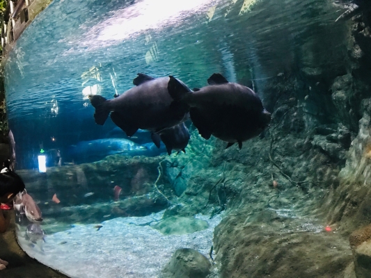 赤峰動(dòng)物園海洋館電話號(hào)碼-第1張圖片