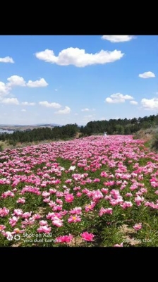 赤峰市芍藥花基地電話號碼-第1張圖片