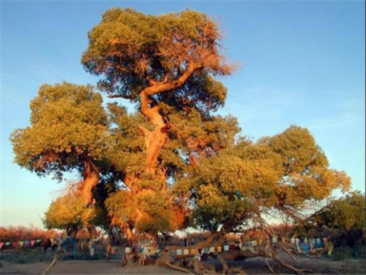 赤峰圣華家具實體店電話號碼-第1張圖片