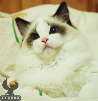 赤峰附近幼貓出售電話是多少號(hào)-第1張圖片