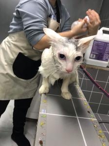 赤峰辛巴寵物店電話地址查詢-第1張圖片