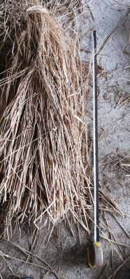 赤峰干稻草批發(fā)電話號(hào)碼查詢-第1張圖片