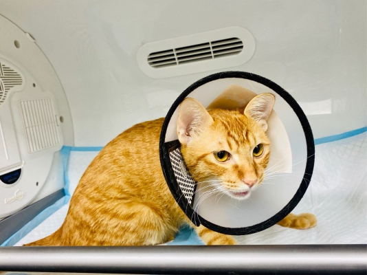 赤峰市飛飛寵物醫(yī)院電話號(hào)碼-第1張圖片