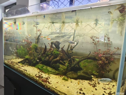 赤峰二手小魚缸轉(zhuǎn)讓電話號碼-第1張圖片