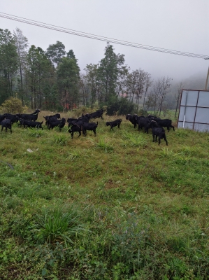 赤峰種羊場-第1張圖片