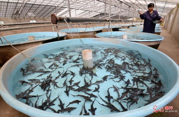 赤峰鱘魚養(yǎng)殖場電話號碼查詢-第1張圖片