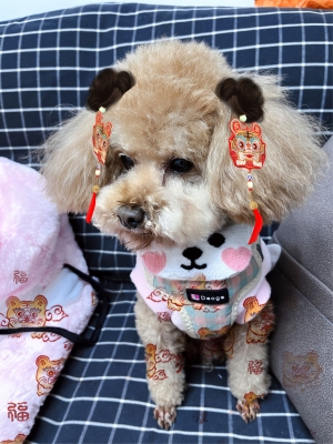 赤峰萬悅城寵物店電話號(hào)碼-第1張圖片