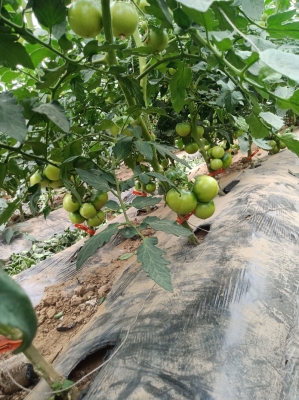 赤峰市草莓柿子采摘園電話號碼-第1張圖片