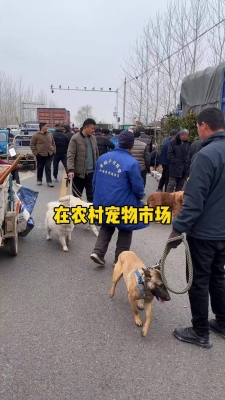 赤峰售賣邊牧狗的地方電話號碼-第1張圖片