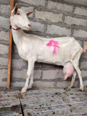 赤峰賣奶山羊電話號碼多少號-第1張圖片