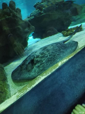 赤峰大魚(yú)水族館電話地址查詢(xún)-第1張圖片