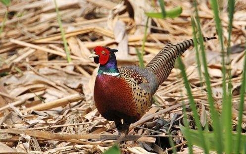 赤峰市野雞廠電話多少號(hào)-第1張圖片