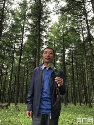 赤峰落葉松苗供應(yīng)電話號(hào)碼-第1張圖片