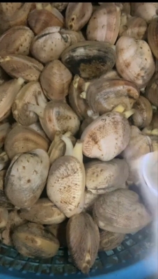 赤峰水產(chǎn)凍品花甲批發(fā)電話號碼-第1張圖片