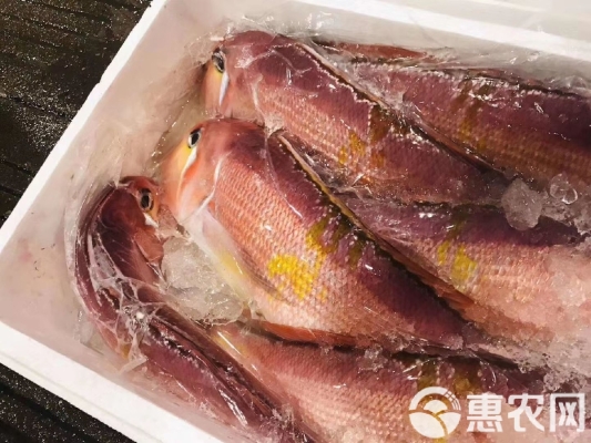 赤峰低價(jià)海鮮貨源批發(fā)電話號碼-第1張圖片