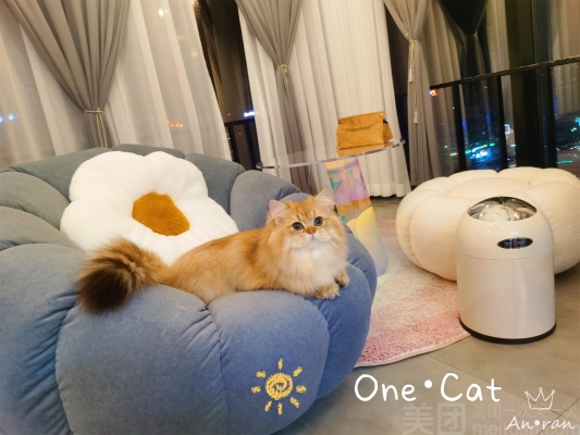 赤峰貓咪洗護中心電話號碼查詢-第1張圖片