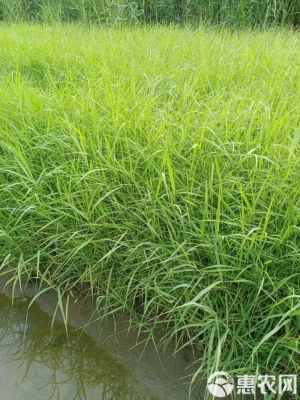 赤峰蘆葦種苗種植基地電話號(hào)碼-第1張圖片