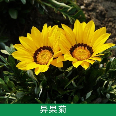 赤峰新景花卉批發(fā)市場(chǎng)電話號(hào)碼-第1張圖片