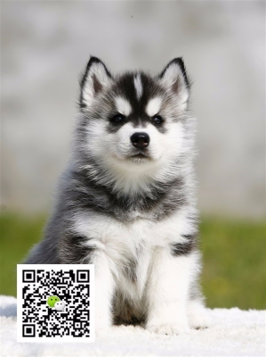 赤峰收購寵物狗的地方電話號碼-第1張圖片