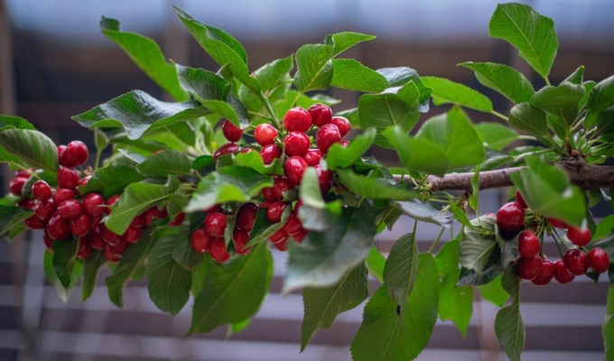 赤峰歐李采摘園電話號碼-第1張圖片