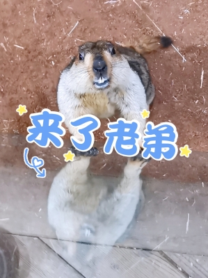 赤峰地區(qū)動物園電話號碼是多少-第1張圖片