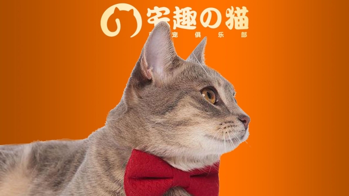 赤峰紅山區(qū)貓舍地址電話號碼-第1張圖片