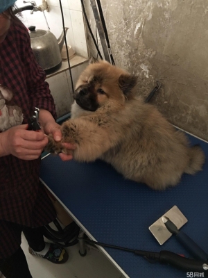 赤峰市寵物收留所電話號(hào)碼-第1張圖片