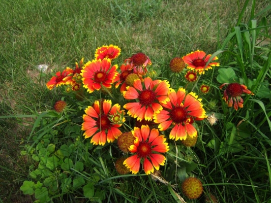 赤峰天人菊商家電話號(hào)碼是多少-第1張圖片