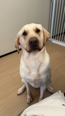 赤峰錦山領(lǐng)養(yǎng)狗電話號(hào)碼是多少-第1張圖片