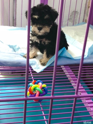 赤峰寵物店疫苗電話號(hào)碼查詢-第1張圖片