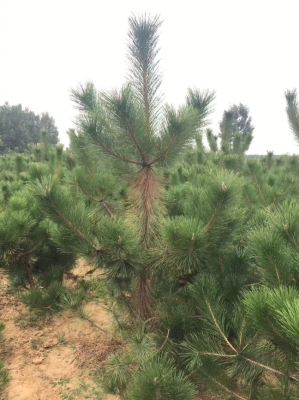 赤峰回收松樹(shù)苗的地方電話號(hào)碼-第1張圖片