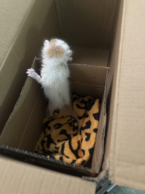 赤峰同城小奶貓電話號(hào)碼查詢-第1張圖片