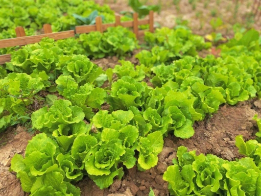 赤峰市小豆豆農(nóng)場(chǎng)電話(huà)號(hào)碼-第1張圖片