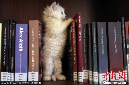 赤峰貓咪圖書館電話號碼查詢-第1張圖片