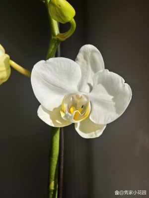 赤峰蝴蝶蘭銷(xiāo)售電話(huà)號(hào)碼查詢(xún)-第1張圖片