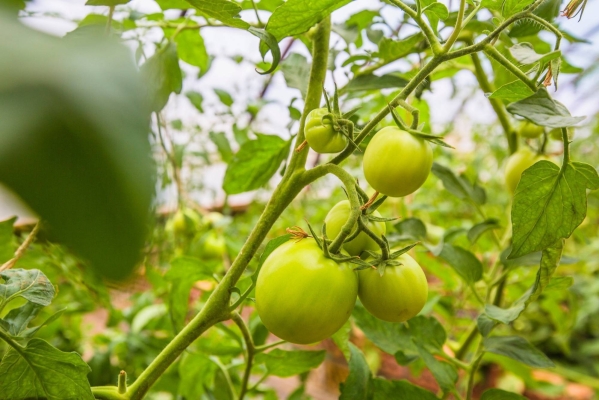 赤峰靜安寺采摘基地電話號碼-第1張圖片