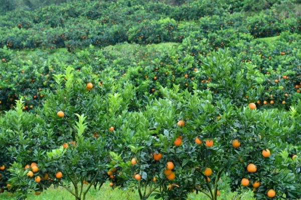 赤峰萬(wàn)悅城落日基地電話號(hào)碼-第1張圖片
