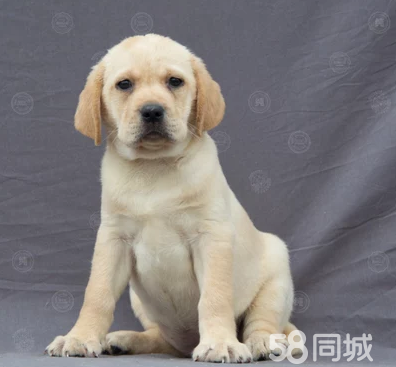 赤峰狗動物批發(fā)市場電話號碼-第1張圖片