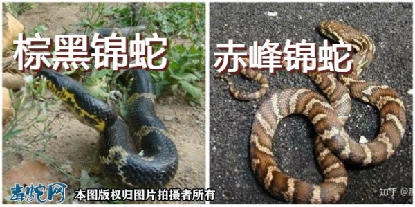 赤峰黑砂廠家電話號(hào)碼查詢-第1張圖片