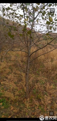 赤峰蘋果樹苗批發(fā)電話號(hào)碼-第1張圖片