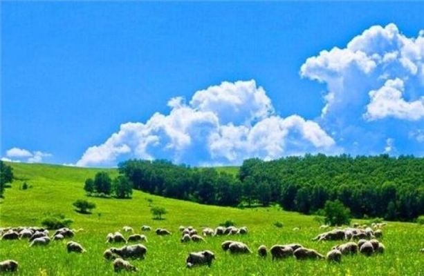 赤峰收羊經(jīng)紀(jì)人電話-第1張圖片