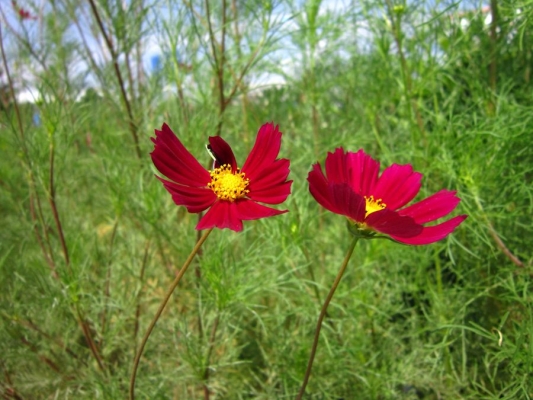 赤峰橋北草坪社區(qū)電話號碼是多少-第1張圖片