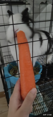 赤峰買兔糧的電話號碼是多少-第1張圖片