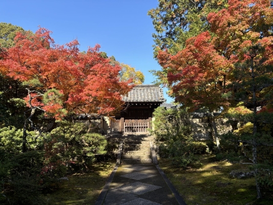 赤峰市純黑貓咪出售電話號碼-第1張圖片