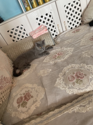 赤峰收貓電話號碼多少啊-第1張圖片