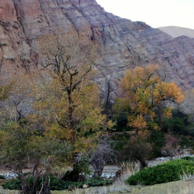 赤峰南山杏樹基地電話號(hào)碼-第1張圖片
